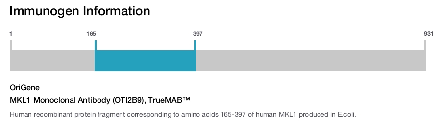 MKL1 Monoclonal Antibody (OTI2B9), TrueMAB&trade;