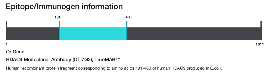 HDAC9 Monoclonal Antibody (OTI7G2), TrueMAB&trade;