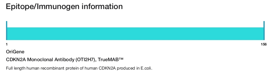 CDKN2A Monoclonal Antibody (OTI2H7), TrueMAB&trade;