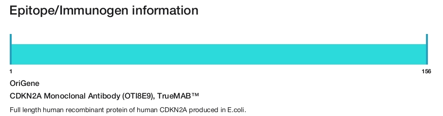 CDKN2A Monoclonal Antibody (OTI8E9), TrueMAB&trade;