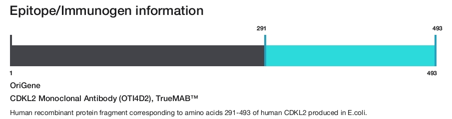 CDKL2 Monoclonal Antibody (OTI4D2), TrueMAB&trade;