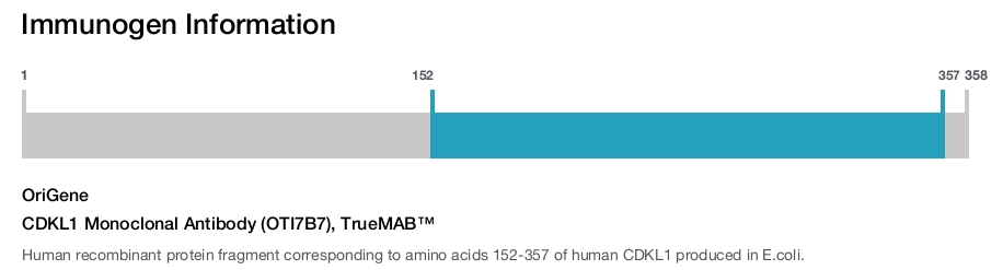 CDKL1 Monoclonal Antibody (OTI7B7), TrueMAB&trade;