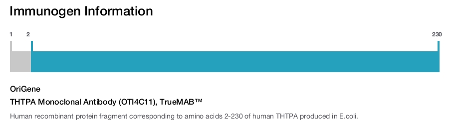 THTPA Monoclonal Antibody (OTI4C11), TrueMAB™