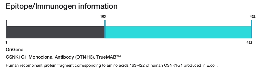 CSNK1G1 Monoclonal Antibody (OTI4H3), TrueMAB&trade;