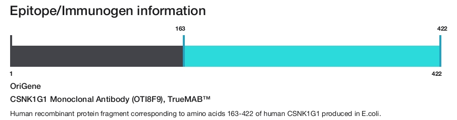 CSNK1G1 Monoclonal Antibody (OTI8F9), TrueMAB&trade;