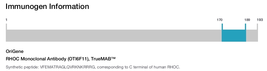 RHOC Monoclonal Antibody (OTI6F11), TrueMAB&trade;