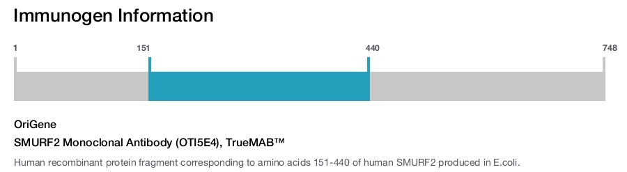 SMURF2 Monoclonal Antibody (OTI5E4), TrueMAB&trade;