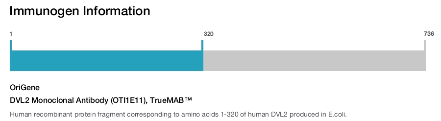 DVL2 Monoclonal Antibody (OTI1E11), TrueMAB&trade;