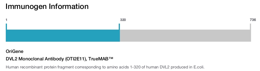 DVL2 Monoclonal Antibody (OTI2E11), TrueMAB&trade;