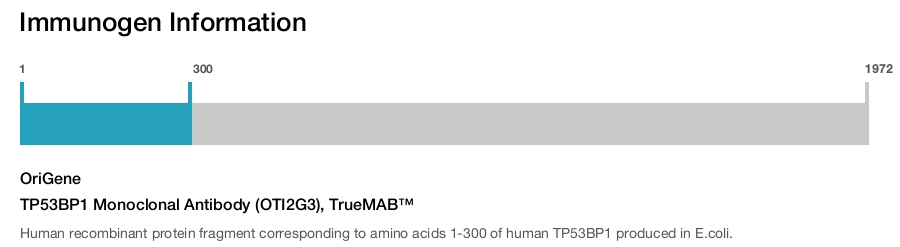 TP53BP1 Monoclonal Antibody (OTI2G3), TrueMAB&trade;