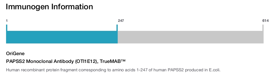 PAPSS2 Monoclonal Antibody (OTI1E12), TrueMAB&trade;