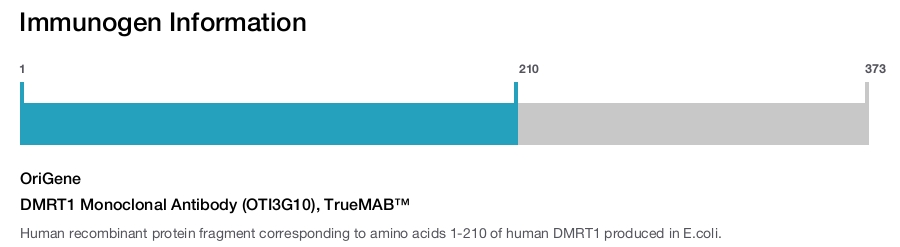 DMRT1 Monoclonal Antibody (OTI3G10), TrueMAB&trade;