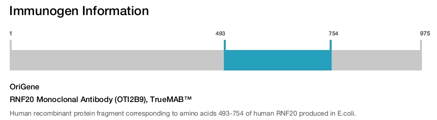 RNF20 Monoclonal Antibody (OTI2B9), TrueMAB&trade;