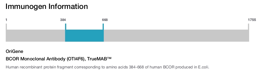 BCOR Monoclonal Antibody (OTI4F6), TrueMAB&trade;