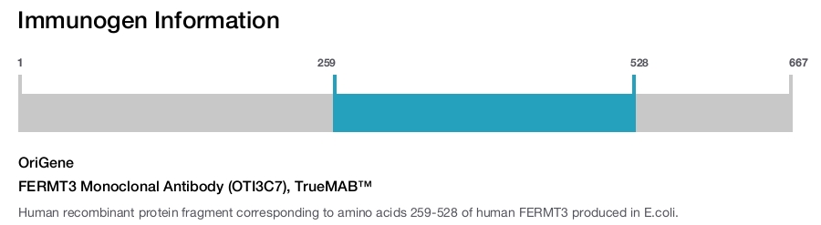 FERMT3 Monoclonal Antibody (OTI3C7), TrueMAB&trade;