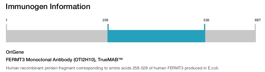 FERMT3 Monoclonal Antibody (OTI2H10), TrueMAB&trade;