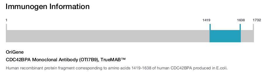 CDC42BPA Monoclonal Antibody (OTI7B9), TrueMAB&trade;