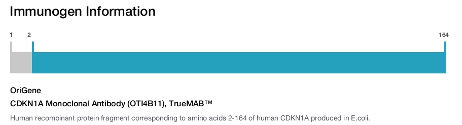 CDKN1A Monoclonal Antibody (OTI4B11), TrueMAB&trade;