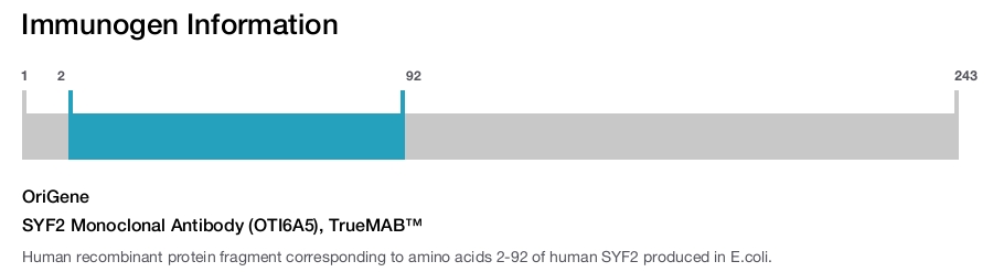 SYF2 Monoclonal Antibody (OTI6A5), TrueMAB&trade;