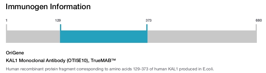 KAL1 Monoclonal Antibody (OTI5E10), TrueMAB&trade;
