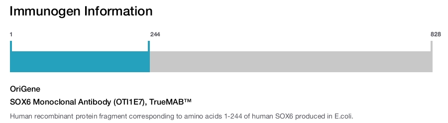SOX6 Monoclonal Antibody (OTI1E7), TrueMAB&trade;