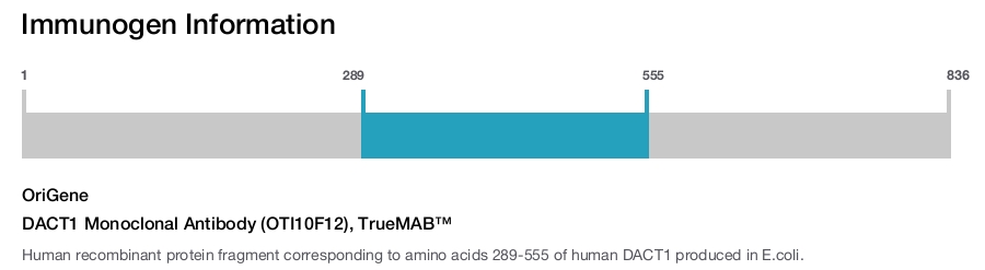 DACT1 Monoclonal Antibody (OTI10F12), TrueMAB&trade;