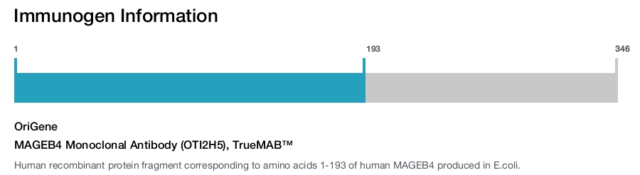 MAGEB4 Monoclonal Antibody (OTI2H5), TrueMAB&trade;