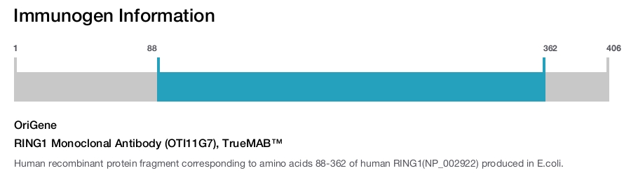 RING1 Monoclonal Antibody (OTI11G7), TrueMAB&trade;