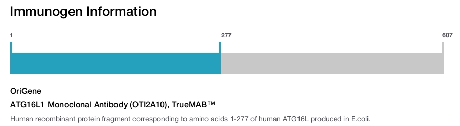 ATG16L1 Monoclonal Antibody (OTI2A10), TrueMAB&trade;