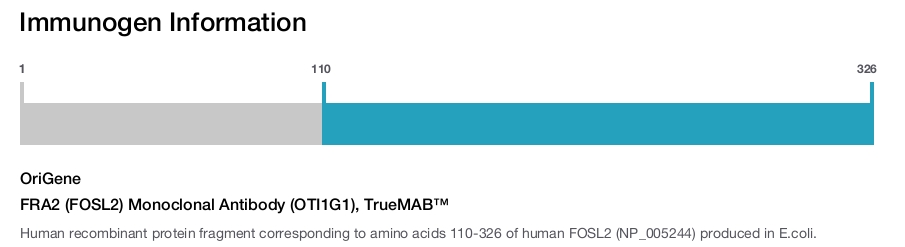 FRA2 (FOSL2) Monoclonal Antibody (OTI1G1), TrueMAB&trade;