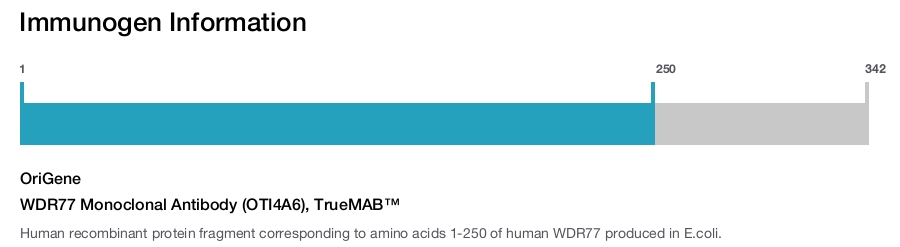 WDR77 Monoclonal Antibody (OTI4A6), TrueMAB&trade;