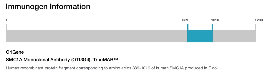 SMC1A Monoclonal Antibody (OTI3G4), TrueMAB&trade;