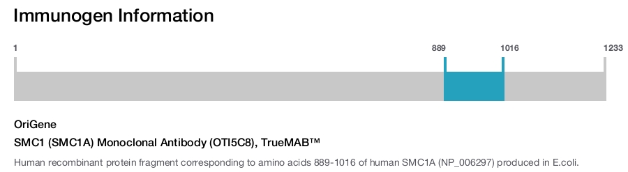 SMC1 (SMC1A) Monoclonal Antibody (OTI5C8), TrueMAB&trade;