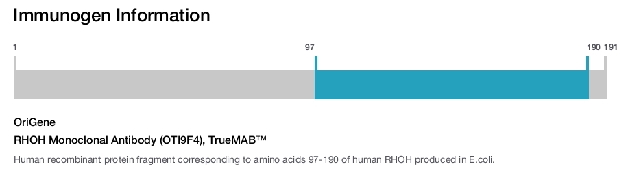 RHOH Monoclonal Antibody (OTI9F4), TrueMAB&trade;