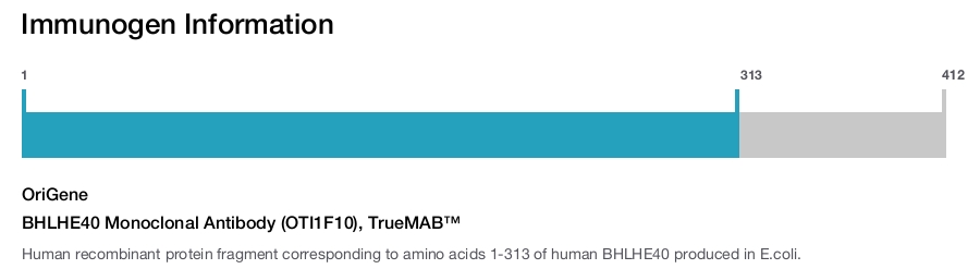 BHLHE40 Monoclonal Antibody (OTI1F10), TrueMAB&trade;