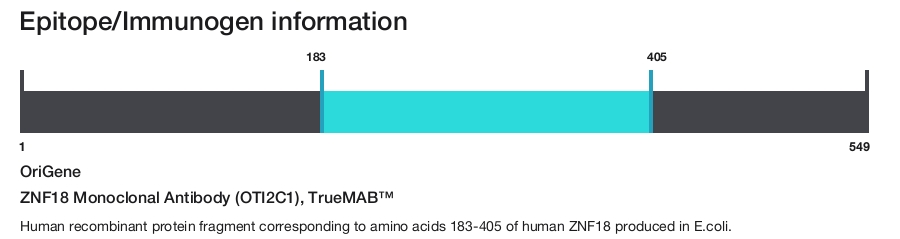 ZNF18 Monoclonal Antibody (OTI2C1), TrueMAB&trade;