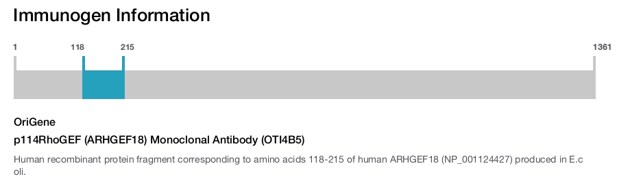 p114RhoGEF (ARHGEF18) Monoclonal Antibody (OTI4B5)