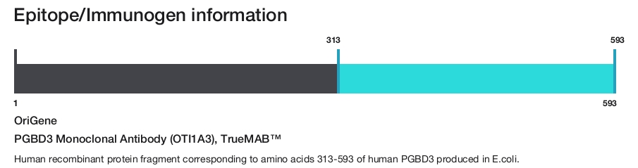 PGBD3 Monoclonal Antibody (OTI1A3), TrueMAB&trade;