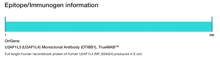 U2AF1L3 (U2AF1L4) Monoclonal Antibody (OTI8B1), TrueMAB&trade;