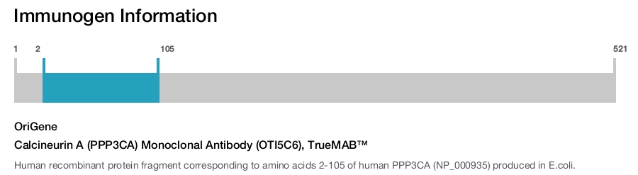 Calcineurin A (PPP3CA) Monoclonal Antibody (OTI5C6), TrueMAB&trade;