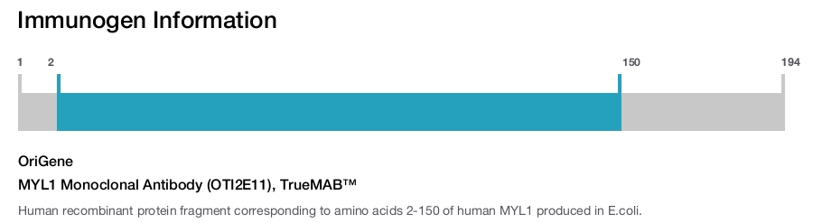 MYL1 Monoclonal Antibody (OTI2E11), TrueMAB&trade;