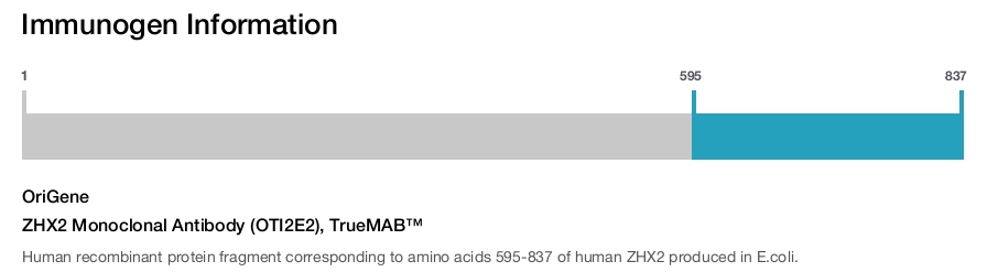 ZHX2 Monoclonal Antibody (OTI2E2), TrueMAB&trade;
