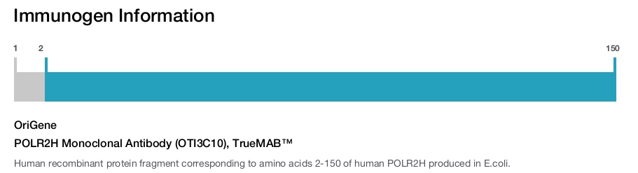 POLR2H Monoclonal Antibody (OTI3C10), TrueMAB&trade;