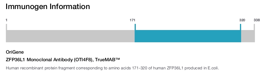 ZFP36L1 Monoclonal Antibody (OTI4F8), TrueMAB&trade;