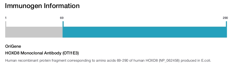HOXD8 Monoclonal Antibody (OTI1E3)