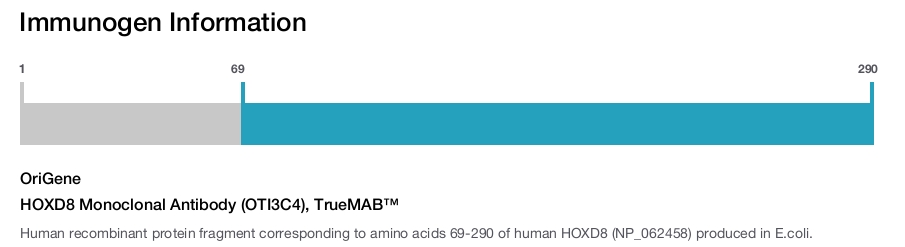 HOXD8 Monoclonal Antibody (OTI3C4), TrueMAB&trade;