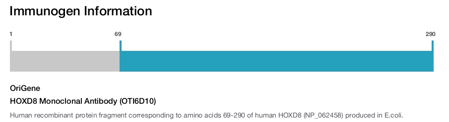 HOXD8 Monoclonal Antibody (OTI6D10)