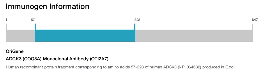 ADCK3 (COQ8A) Monoclonal Antibody (OTI2A7)
