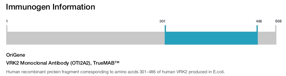 VRK2 Monoclonal Antibody (OTI2A2), TrueMAB&trade;