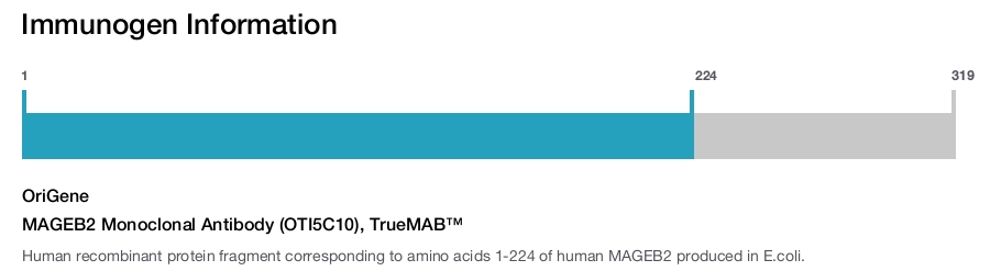 MAGEB2 Monoclonal Antibody (OTI5C10), TrueMAB&trade;